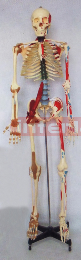 168 CM TALL COLOURED, NUMBERED & HEALTH HUMAN SKELETAL MULTIFUNCTIONAL MODEL.